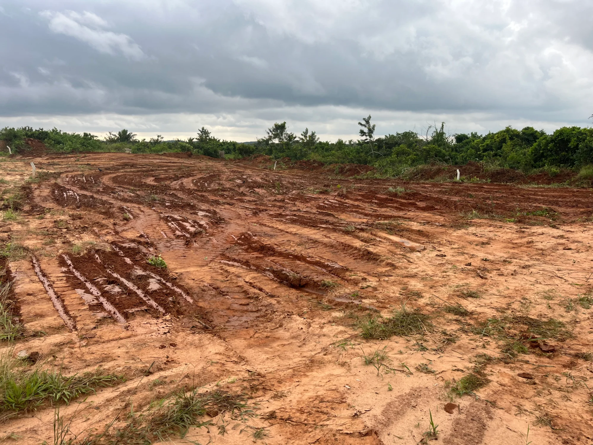 Bronyibima Cleared Plots