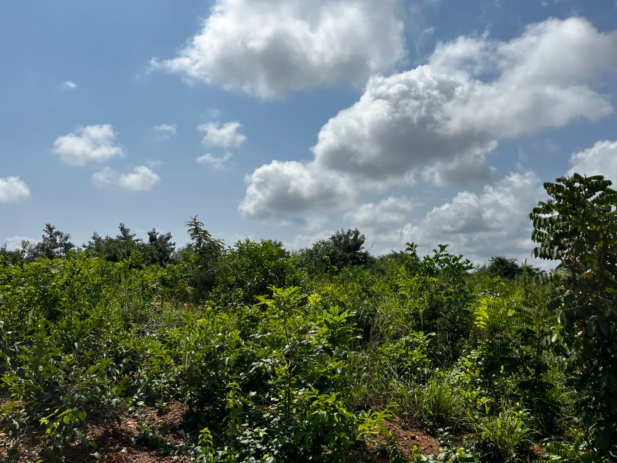 Nyamoransa Clearing